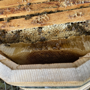 Bienenwabe mit Honig aus den Völkern des Hofs Schwarzenbach, Spiez