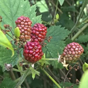 Frische Hofhimbeeren für den Himbeeressig, Hof Schwarzenbach, Spiez