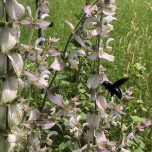Muskatellersalbei aus dem Hofgarten Schwarzenbach — ein Gartenkraut der Tee-Mischung