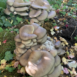 Pilzzucht auf dem Hof Schwarzenbach — Grundlage für das Pilzsalz